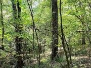 Bbw milf Public forest flashing small tits and fat pussy 2/16