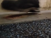 Dog Biscuit Walkover Grind Crush & Trample, size 11 dirty boots 89kg 👣👣