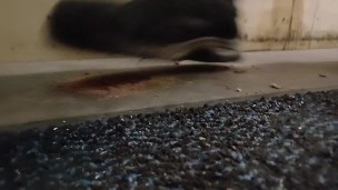 Dog Biscuit Walkover Grind Crush & Trample, size 11 dirty boots 89kg 👣👣