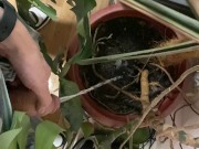 I pee in a monstera pot in the office while everyone else is out for lunch. 3/16