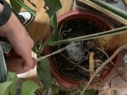I pee in a monstera pot in the office while everyone else is out for lunch. 5/16