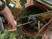 I pee in a monstera pot in the office while everyone else is out for lunch. 6/16