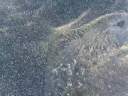 Sisi Rose SNORTS My cum , real public outside pool sex- gorgeous Latina Perfect Tits 3/16