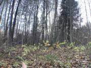 Magic Forest ✨ - Screenshot 2 of 16 - HD