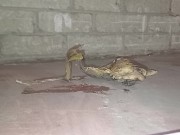 Plastic Bottle Crush & Trample. Flattened under my dirty size 11 boots 👣 12/16