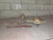 Plastic Bottle Crush & Trample. Flattened under my dirty size 11 boots 👣 13/16