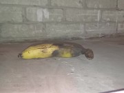 Plastic Bottle Crush & Trample. Flattened under my dirty size 11 boots 👣 3/16