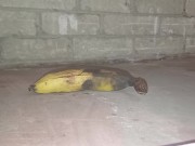 Plastic Bottle Crush & Trample. Flattened under my dirty size 11 boots 👣 5/16