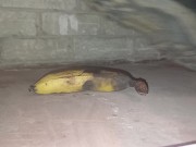 Plastic Bottle Crush & Trample. Flattened under my dirty size 11 boots 👣 6/16