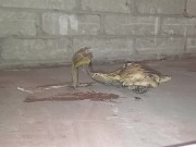 Plastic Bottle Crush & Trample. Flattened under my dirty size 11 boots 👣 9/16