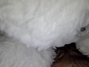 Teaser (fan purchased plushie) full video coming soon 6/16