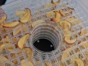 Dolly Wets and Dehydrates 10/16