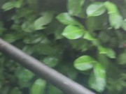 Juicy piss outdoors on a fine day