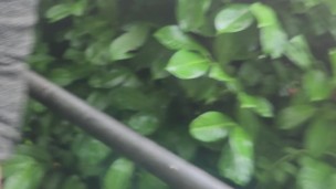 Juicy piss outdoors on a fine day