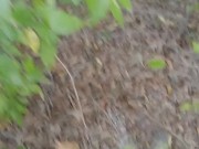 In the Woods Relief