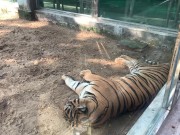 The Tigers of Saigon