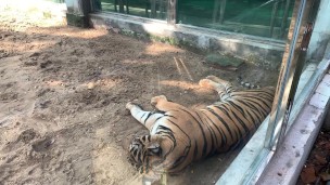 The Tigers of Saigon