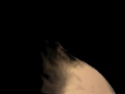 Doggy without background - Screenshot 16 of 16 - HD