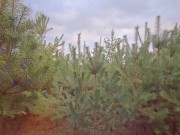 DOGGYSTYLE CREAMPIE! CUM_PANTIES 🥰 16/16