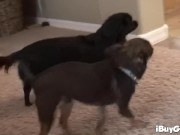 Busty whore toying her wet pussy with vibrator 5/16