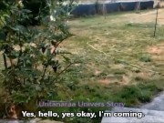 Arrivée de cette femelle inférieure chez la future Propriétaire. VOST engl 11/16