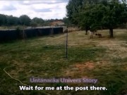 Arrivée de cette femelle inférieure chez la future Propriétaire. VOST engl 14/16