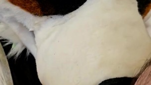 Fucking the Furry until he cums hands-free