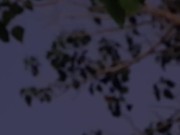 Tattoo Girls Shibari Suspension on public beach in thailand - Bondage BDSM 12/16