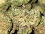 Teen giving head 16/16