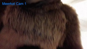 Meerkat Cam