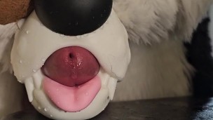 Wruff! Velox 🦊 by Naughty Fox Toys hits ALL the right spots for @AngryBarks 💦 Huge Cumshot!