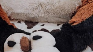 play with @AngryBarks Dogs must be !