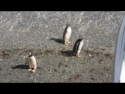 GOING SOUTH - LUNA'S JOURNEY (EPISODE 52) 15/16