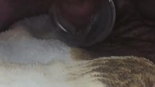 Seesaw Challenge Straight Edge Lelo Loki Vibrating Fleshlight Dangling Close Up Cock Twink Shorties