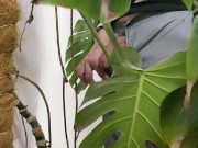 Peed in a monstera in the office while everyone went to lunch 1/16