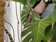 Peed in a monstera in the office while everyone went to lunch 12/16