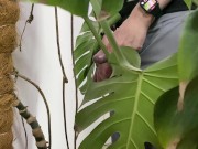 Peed in a monstera in the office while everyone went to lunch 14/16