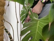 Peed in a monstera in the office while everyone went to lunch 8/16