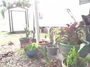 another non-nude upload me and Roxy spring cleaning 16/16