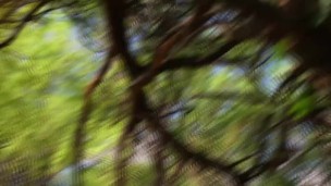 048 Another adventure in the woods