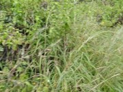 Part 2 I took my friend's sister to the jungle and fucked her well