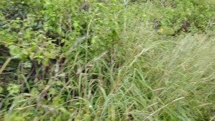 Part 2 I took my friend's sister to the jungle and fucked her well
