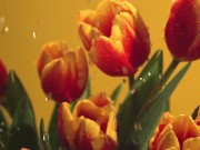 All Girls If See That 3/16