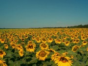 All Girls If See That 4/16