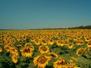 All Girls If See That 5/16