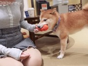 居酒屋デート後に玄関先で即フェラ抜き♡M男彼氏をた～っぷり焦らし寸止めでイジメて溜めた濃厚精液を口内射精ごっくん　主観 Vlog 日本人 カップル 巨乳 素人 調教 手コキ 変態 淫乱 痴女 個人撮影 3/16