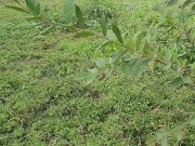 Inexperienced sucks cock in the forest and pisses 6/16