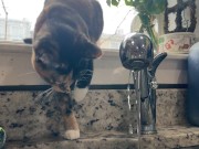 Chubby tatted goth girl gets off with pink dildo