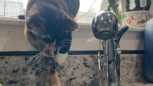 Chubby tatted goth girl gets off with pink dildo