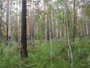 Crazy Electric Charge. Sperm under the pines 1/16